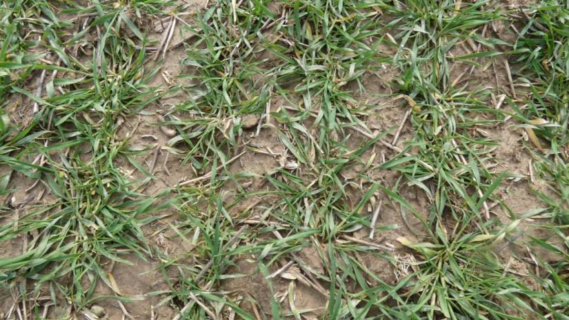 Homokszentgyörgy – PLEDGE 50 WP 60 g/ha (2026.03.04.)