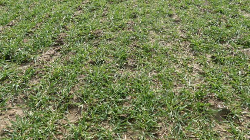 Homokszentgyörgy – PLEDGE 50 WP (60 g/ha) + ERGON (60 g/ha), korai posztemergens kezelés (2026.03.04.)