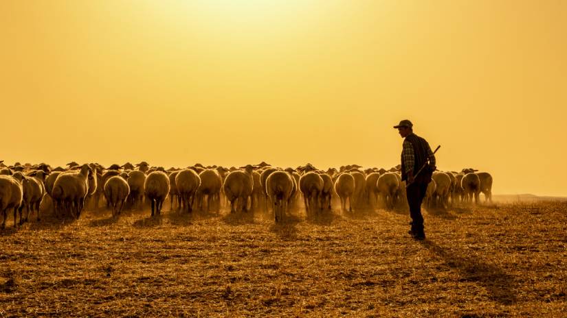 Itt a vége? Tényleg eltűnhet ez az ősi magyar mesterség az agráriumból?
